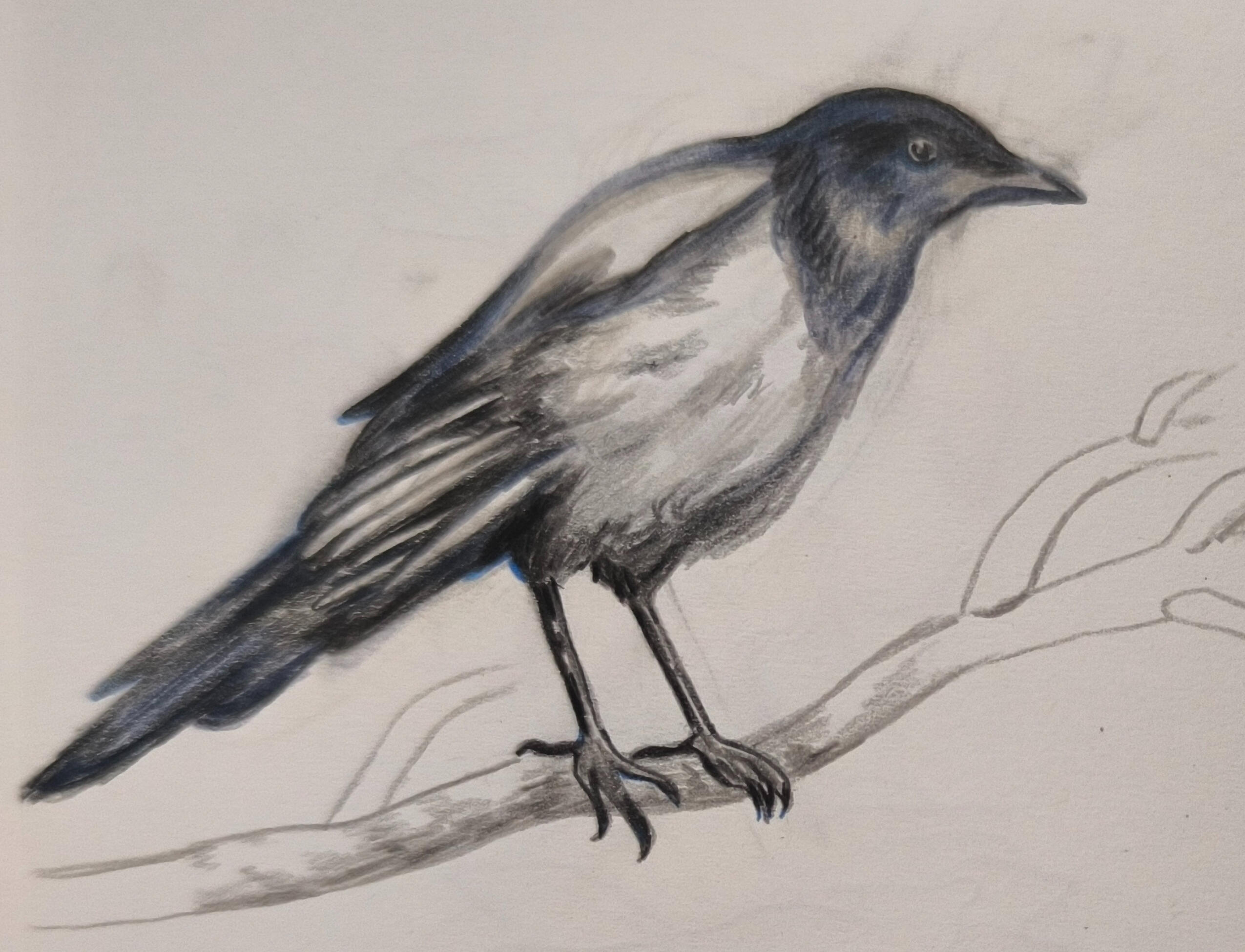 Corneille mantelée : crayons de couleurs