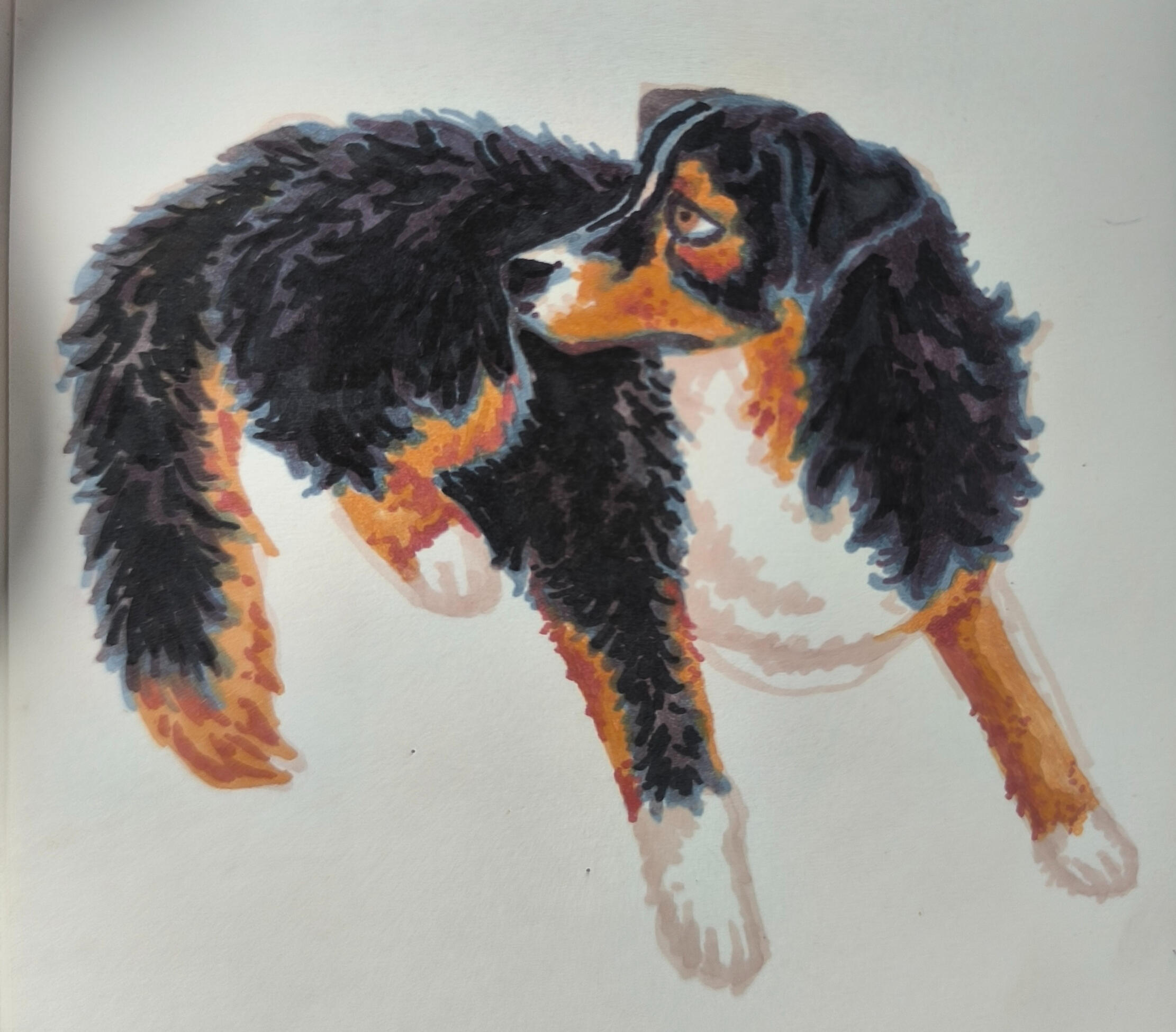 Berger australien : feutres à alcool