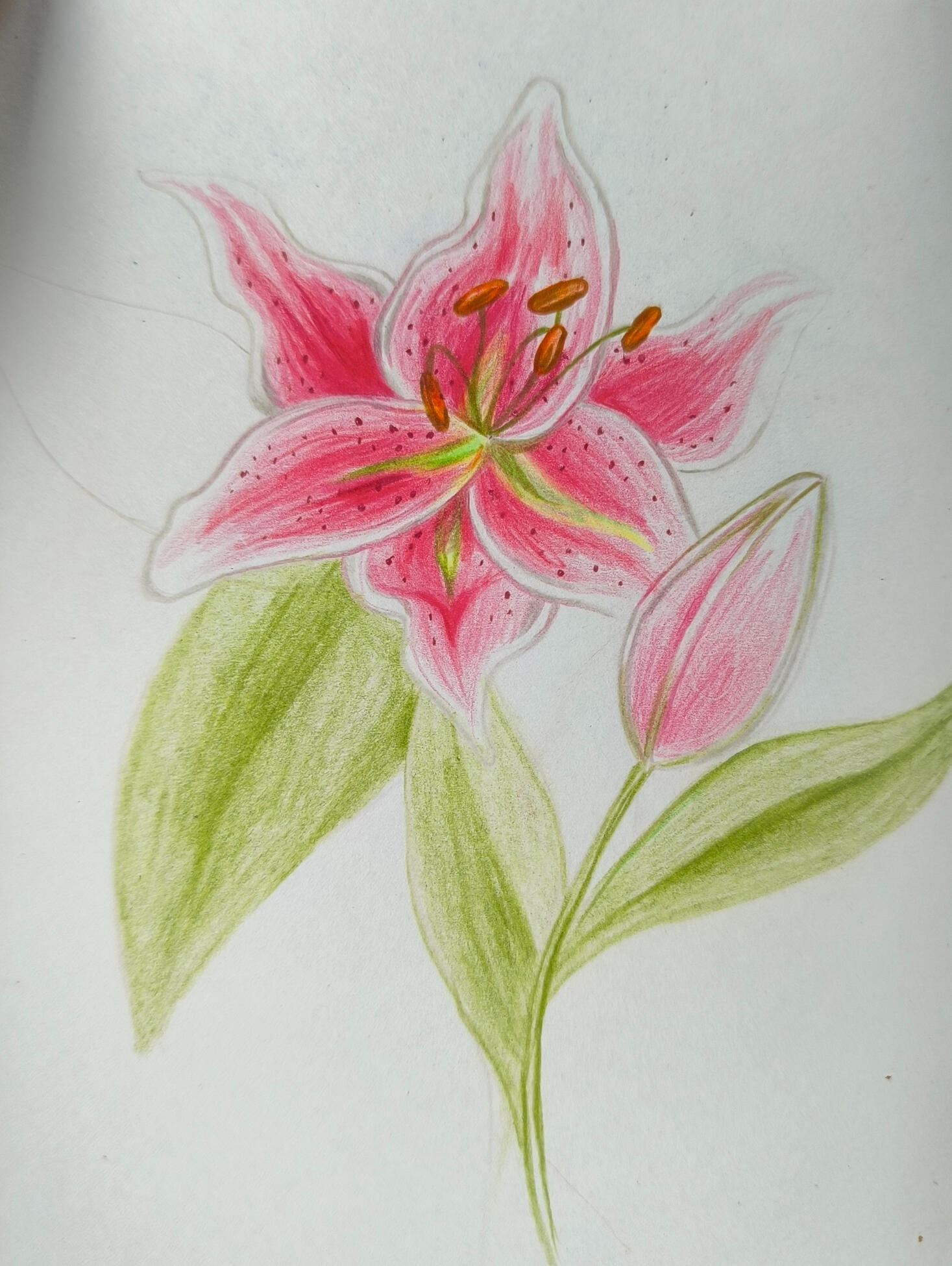 Lys : crayons couleurs